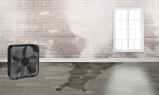 Best Local water damage restoration  in South Bradenton, FL