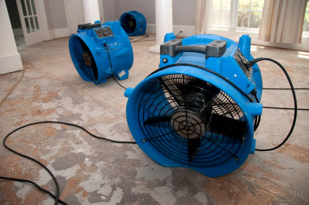Best Professional water damage repair  in South Bradenton, FL
